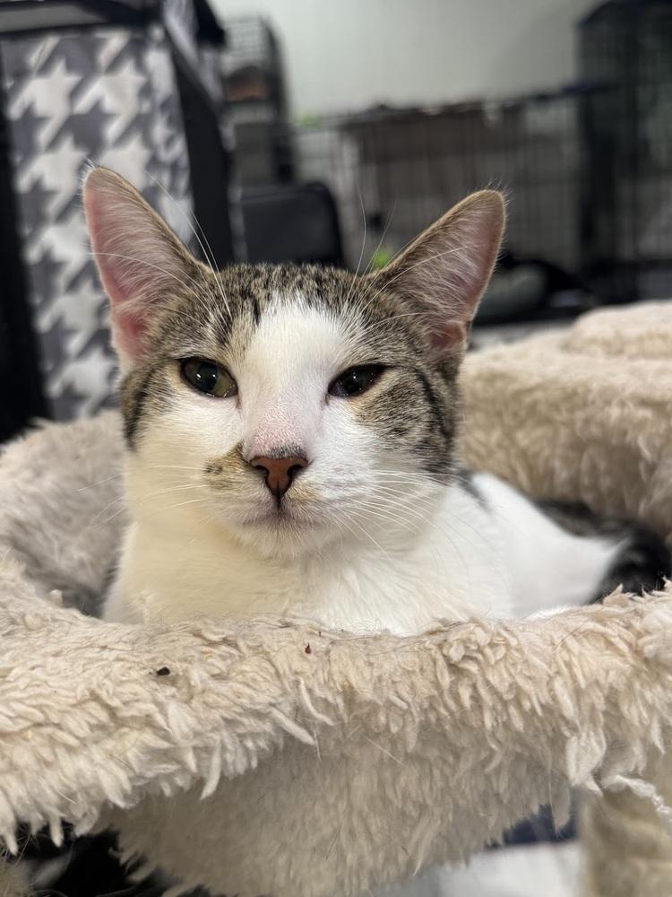 Sprinkle, a Adoptable Domestic Short Hair in Lake Grove, NY image 2/3