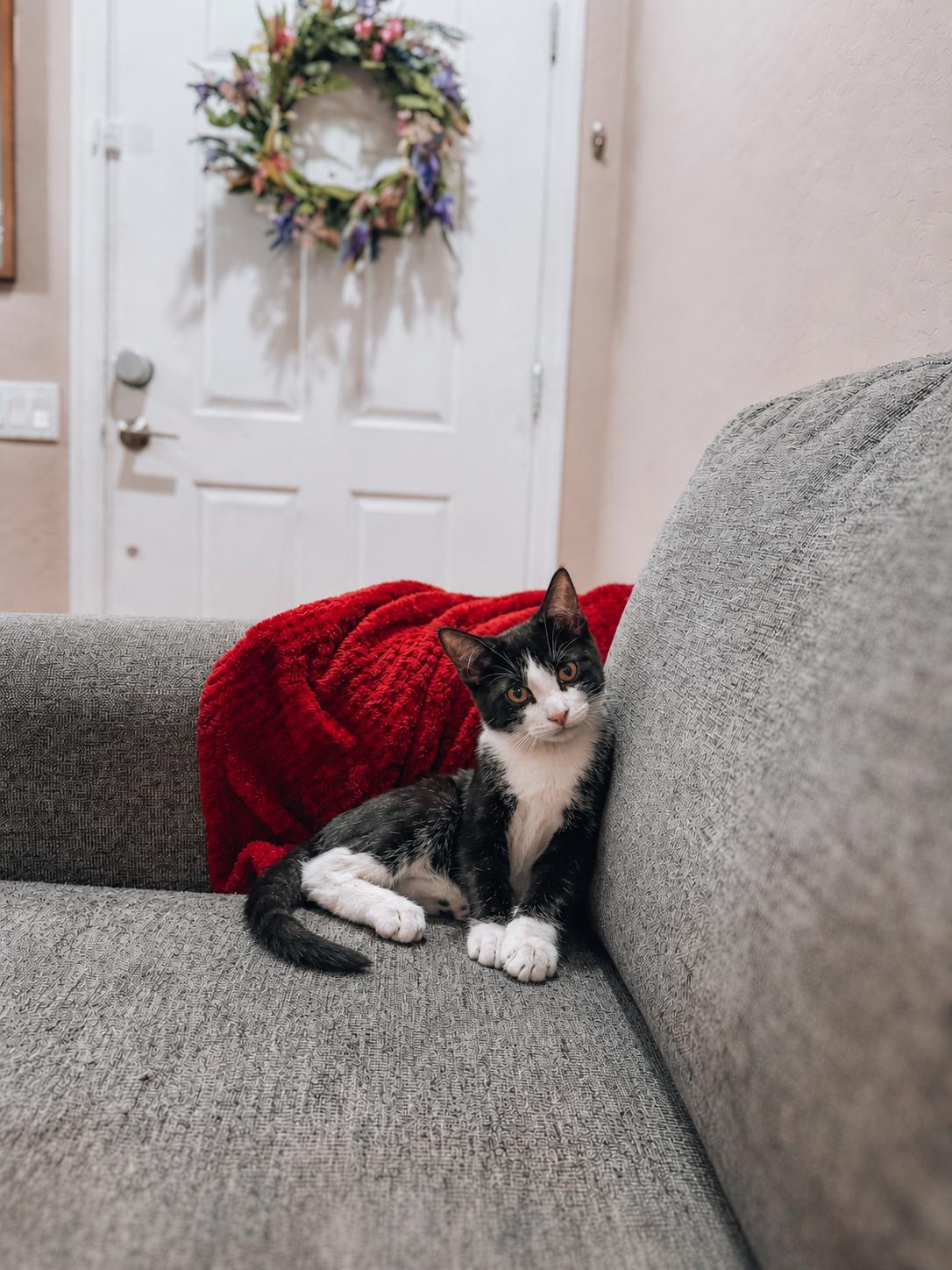 Moo, Adoptable, Kitten Male Tuxedo.