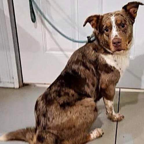 Ruby, Adoptable, Adult Female Australian Shepherd.