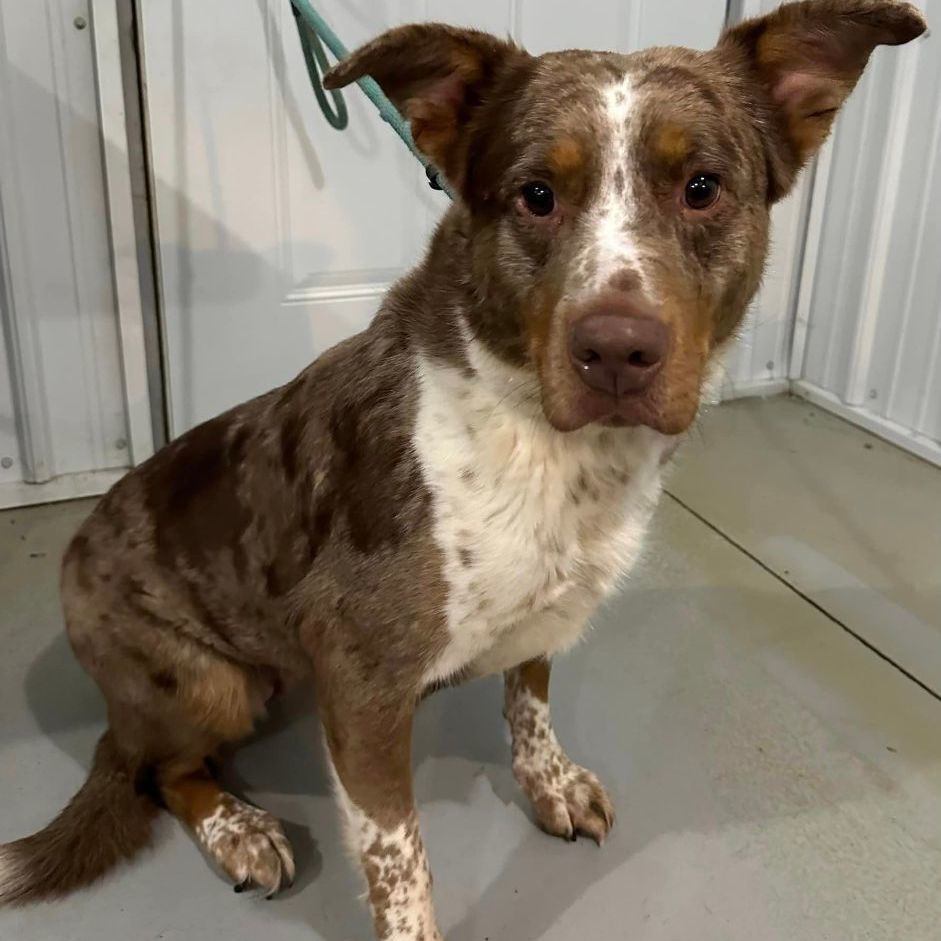 Ruby, a Adoptable Australian Shepherd in Hoopeston, IL image 2/2