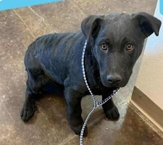 Pacino, Adoptable, Puppy Male Black Labrador Retriever & Mixed Breed.