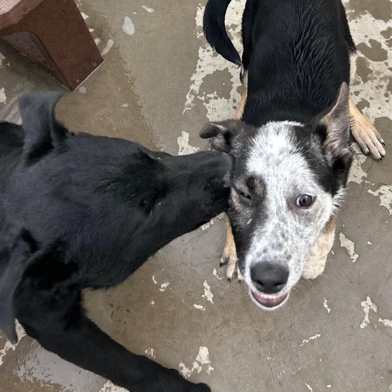 Pacino, a Adoptable mixed breed in Westminster, CO image 3/6