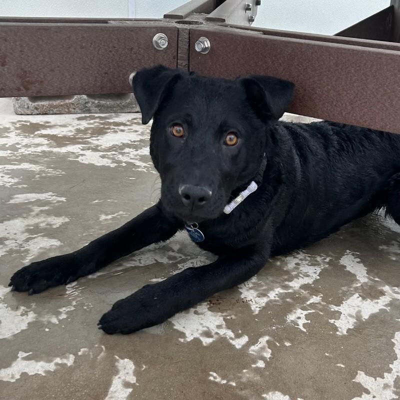 Pacino, a Adoptable mixed breed in Westminster, CO image 4/6