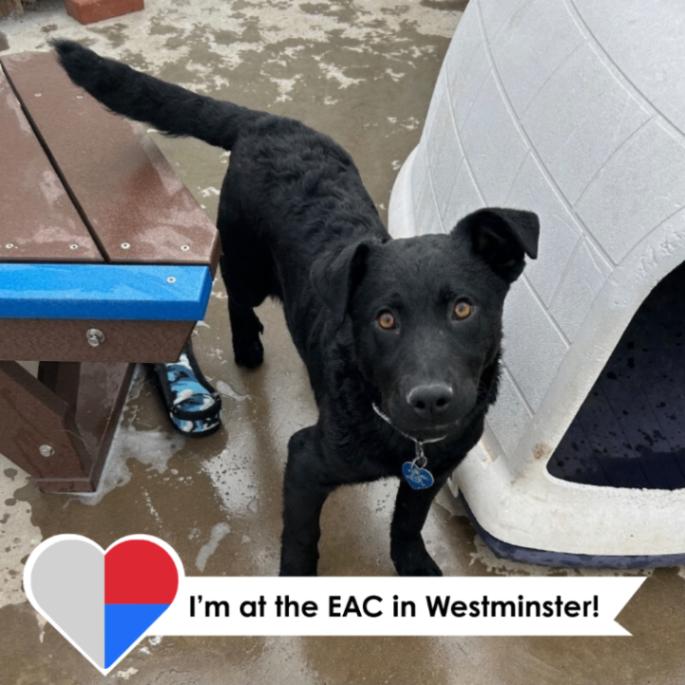 Pacino, a Adoptable mixed breed in Westminster, CO image 6/6