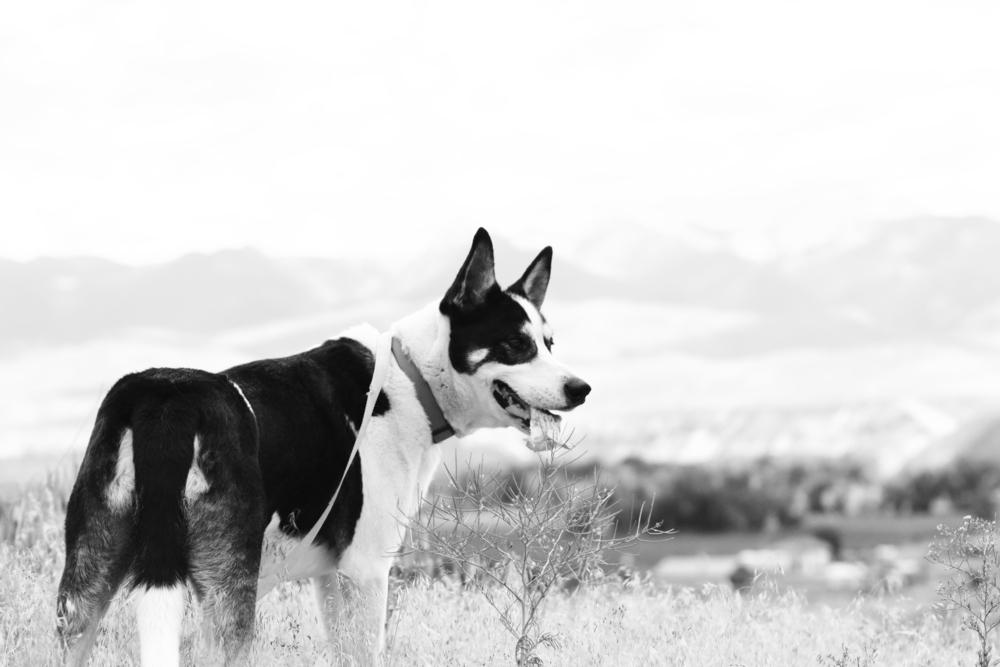 Remington, Adoptable, Young Male Husky.