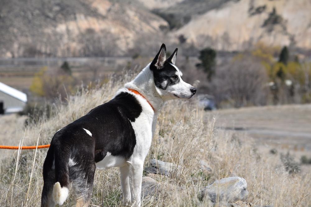Enlarge Remington, a Adoptable mixed breed in Salmon, ID image 2/6