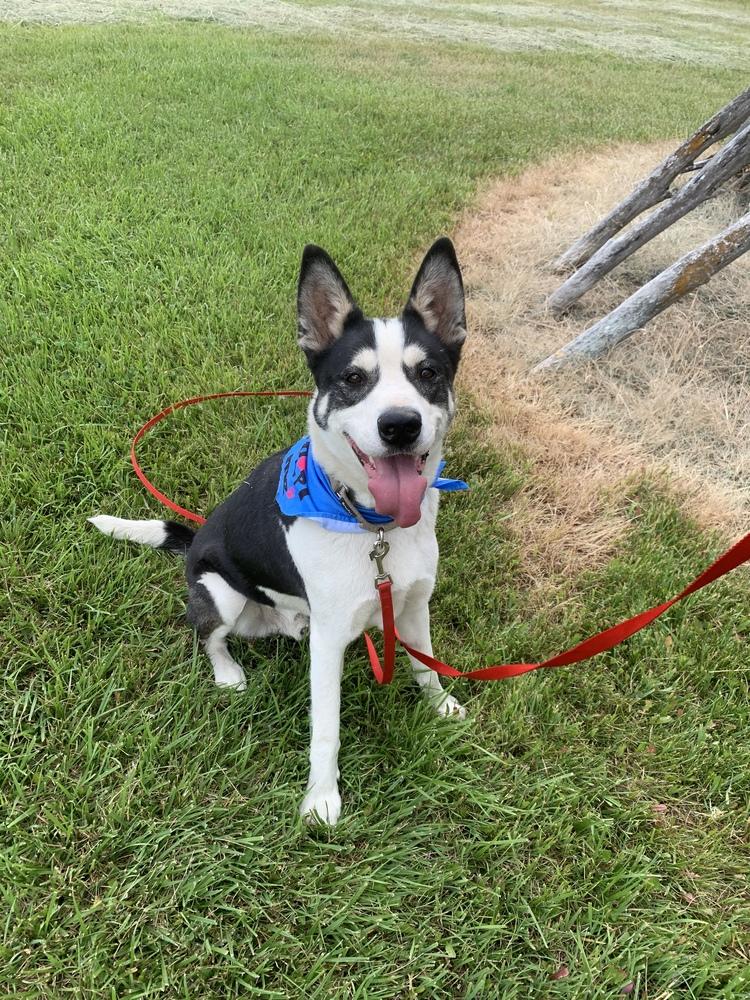 Remington, Adoptable, Adult Male Husky.