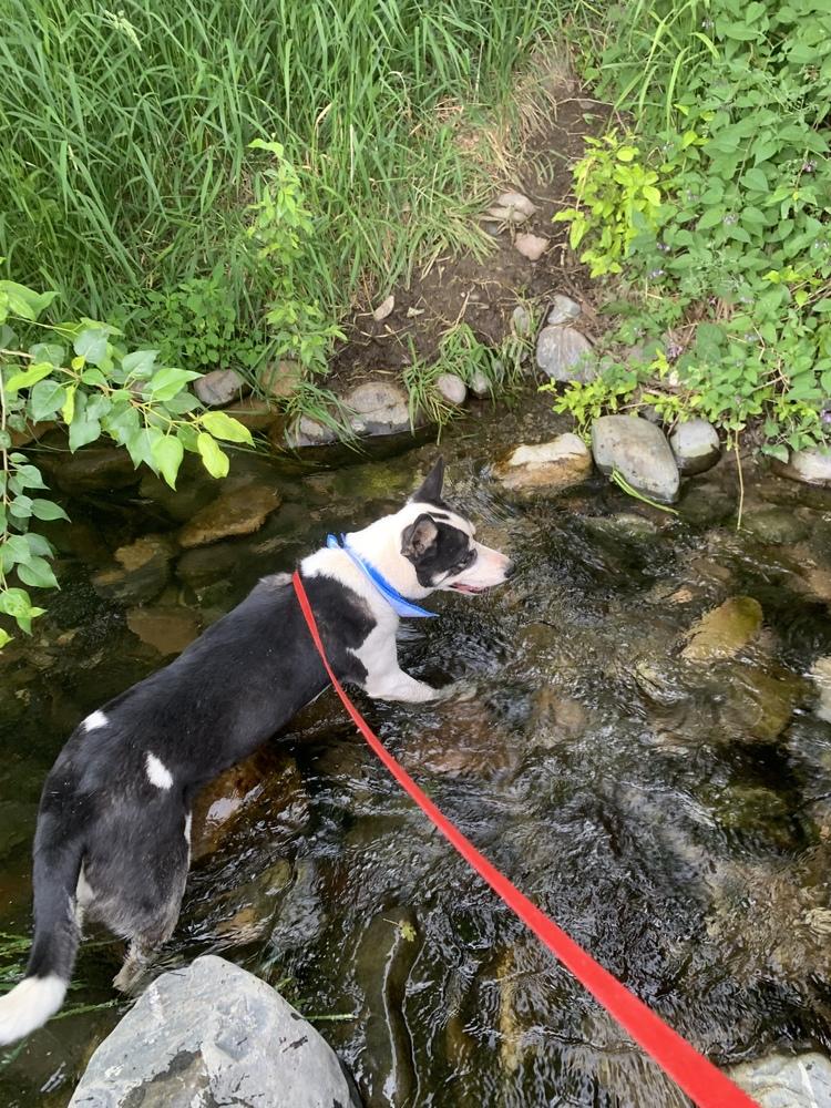 Enlarge Remington, a Adoptable mixed breed in Salmon, ID image 4/6