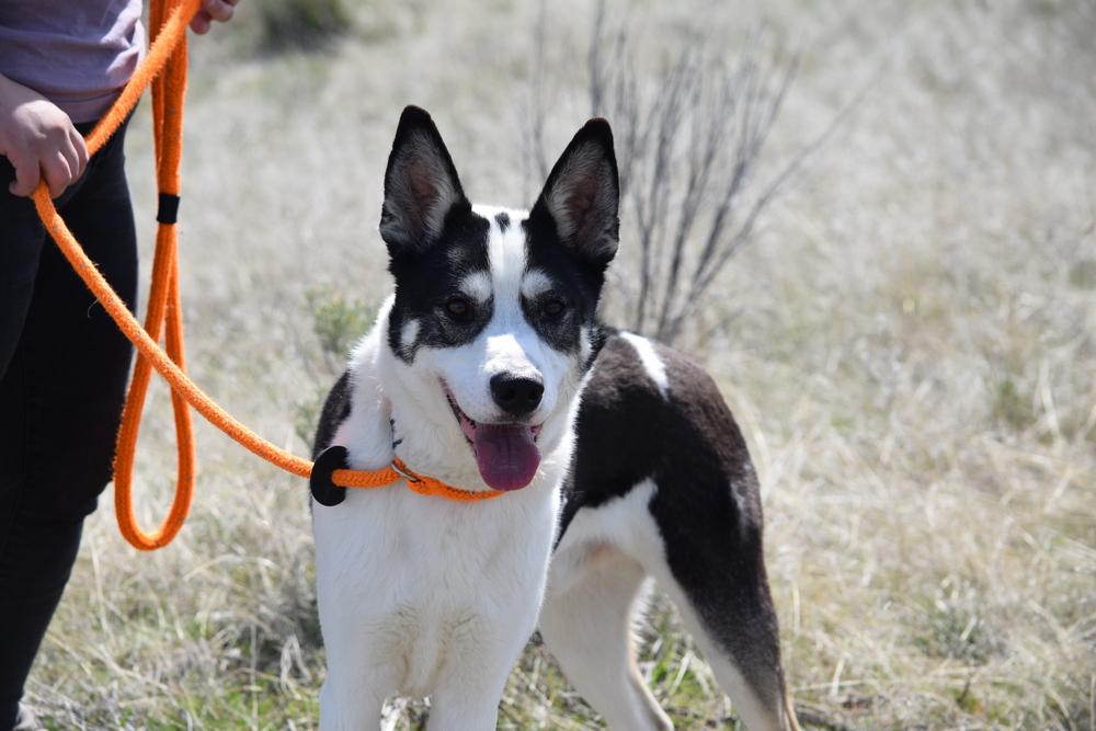 Enlarge Remington, a Adoptable mixed breed in Salmon, ID image 5/6