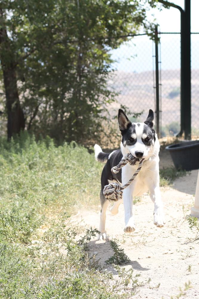 Enlarge Remington, a Adoptable mixed breed in Salmon, ID image 6/6