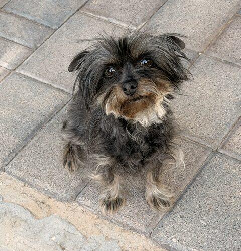 Enlarge Tilly, a Adoptable mixed breed in Henderson, NV image 1/3