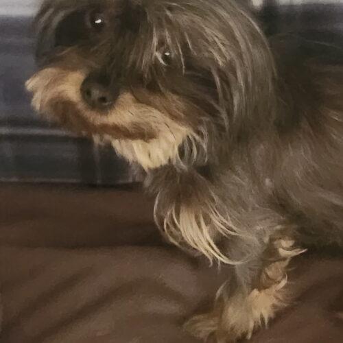 Enlarge Tilly, a Adoptable mixed breed in Henderson, NV image 2/3