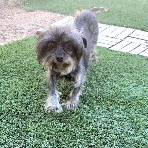 Enlarge Tilly, a Adoptable mixed breed in Henderson, NV image 3/3