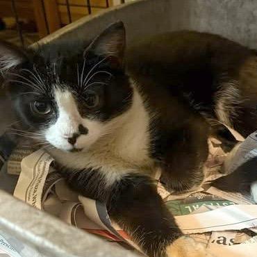 Sam, Adoptable, Young Male Domestic Short Hair.