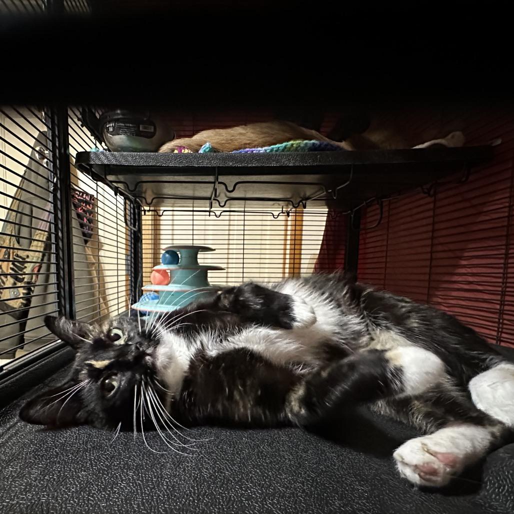 Sophie, Adoptable, Young Female Domestic Short Hair.