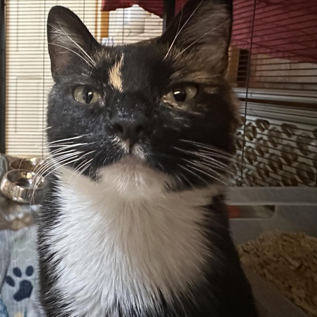 Enlarge Sophie, a Adoptable Domestic Short Hair in Galesburg, IL image 2/2