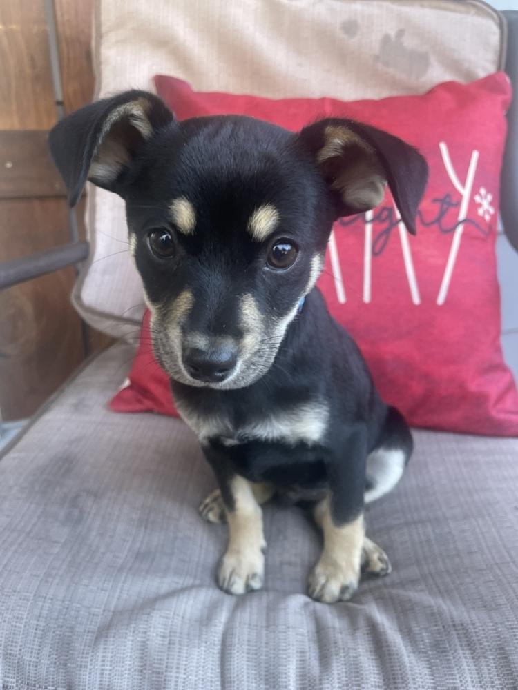 Winston, Adoptable, Puppy Male Miniature Pinscher.