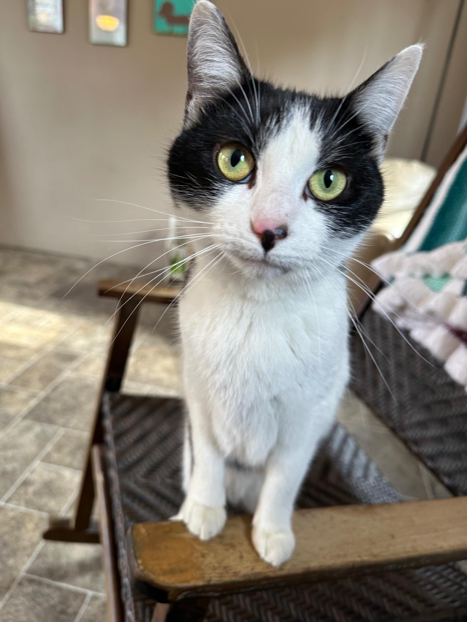 Olive, Adopted, Adult Female Domestic Short Hair.