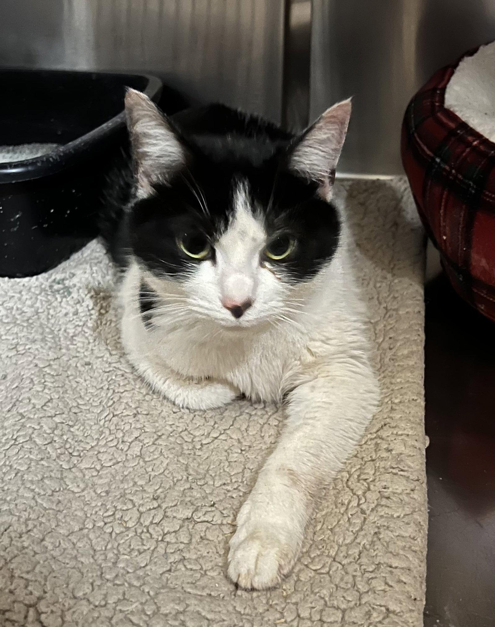 Enlarge Olive, a Adopted Domestic Short Hair in Elkins, WV image 2/3