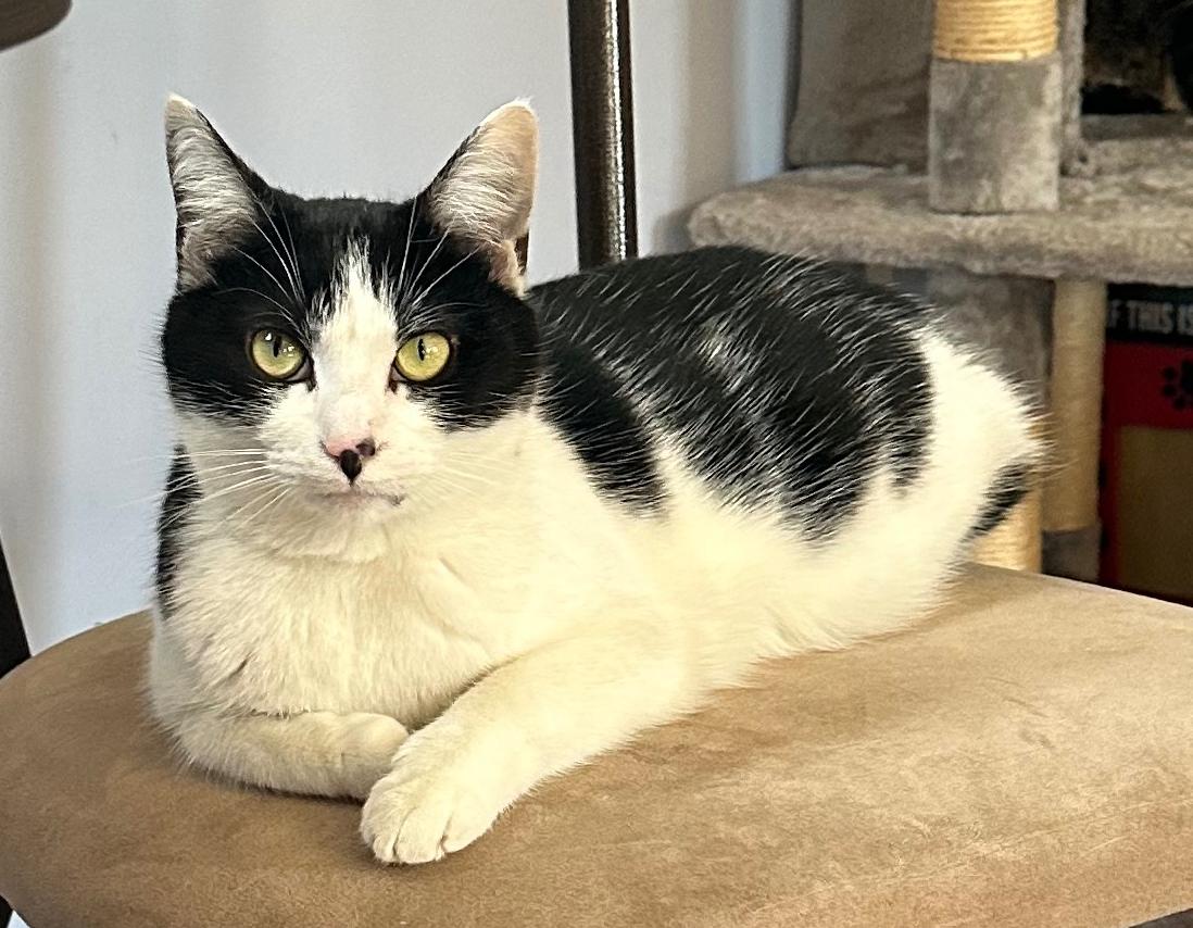 Enlarge Olive, a Adopted Domestic Short Hair in Elkins, WV image 3/3