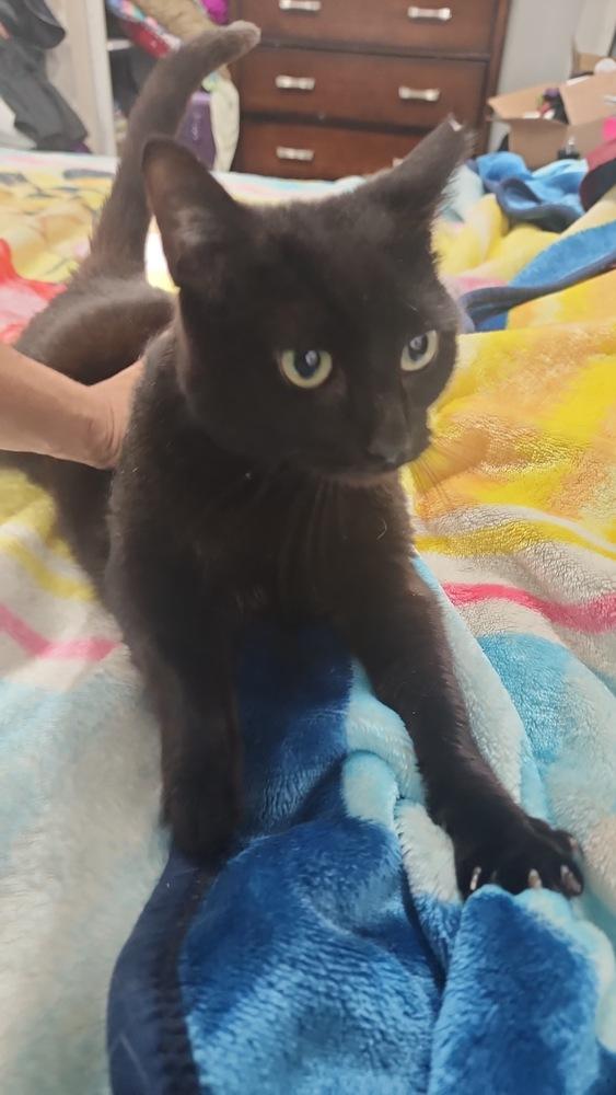 Enlarge Mystic, a Adoptable Domestic Short Hair in Hudson, NH image 1/5