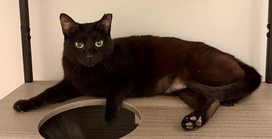Enlarge Mystic, a Adoptable Domestic Short Hair in Hudson, NH image 2/5