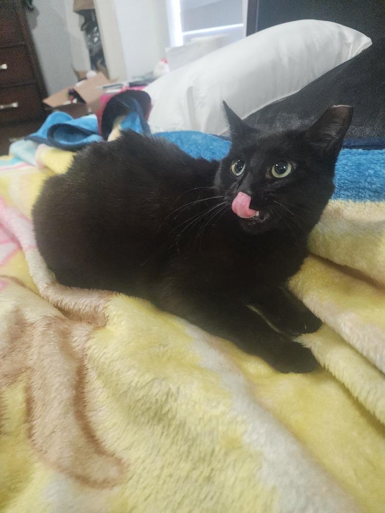 Enlarge Mystic, a Adoptable Domestic Short Hair in Hudson, NH image 3/5