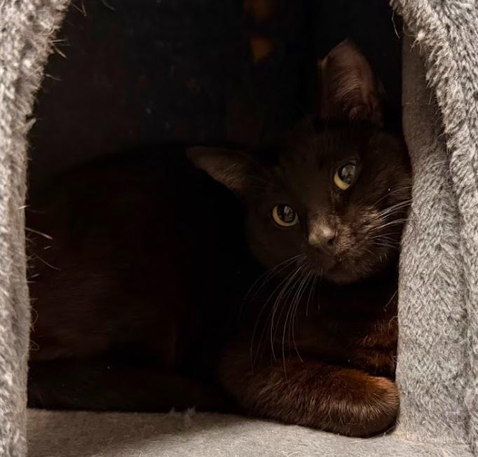 Enlarge Mystic, a Adoptable Domestic Short Hair in Hudson, NH image 4/5