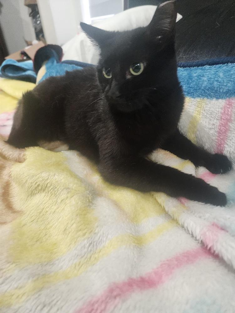 Enlarge Mystic, a Adoptable Domestic Short Hair in Hudson, NH image 5/5