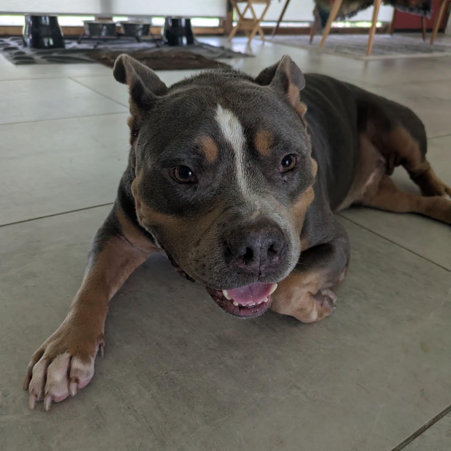 Balboa, a ADOPTABLE mixed breed in Salem, NH image 1/4