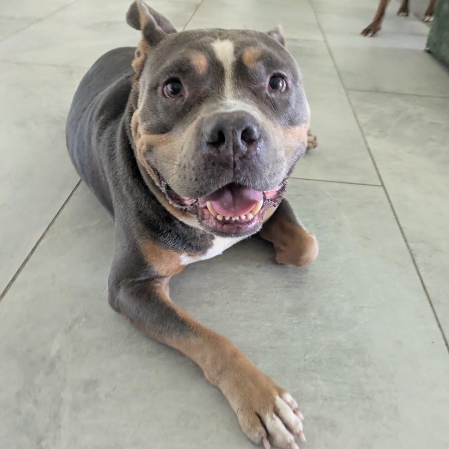 Balboa, a ADOPTABLE mixed breed in Salem, NH image 2/4