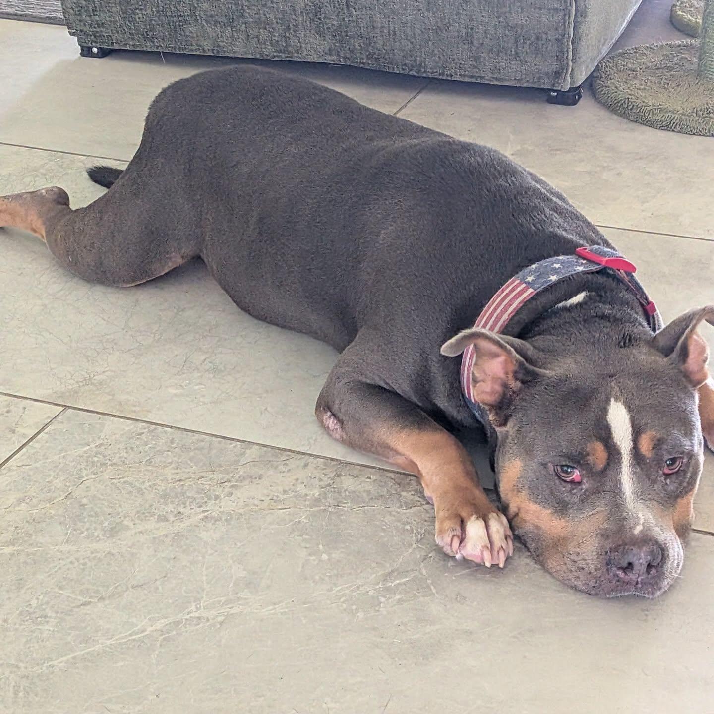 Balboa, a ADOPTABLE mixed breed in Salem, NH image 4/4
