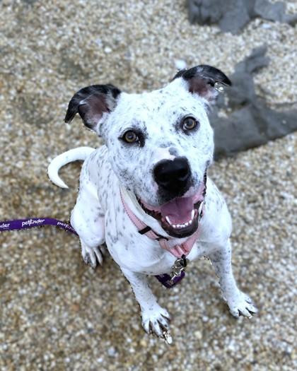 Bunnie, Adoptable, Adult Female Mixed Breed & Mixed Breed.