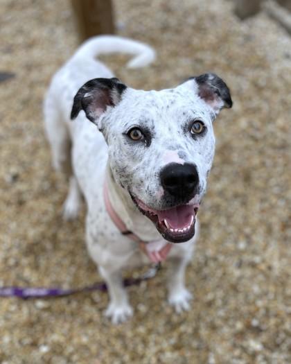 Bunnie, a Adoptable mixed breed in Washington, DC image 2/3