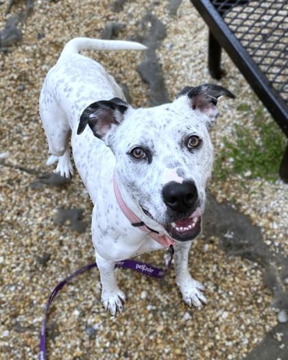 Bunnie, a Adoptable mixed breed in Washington, DC image 3/3