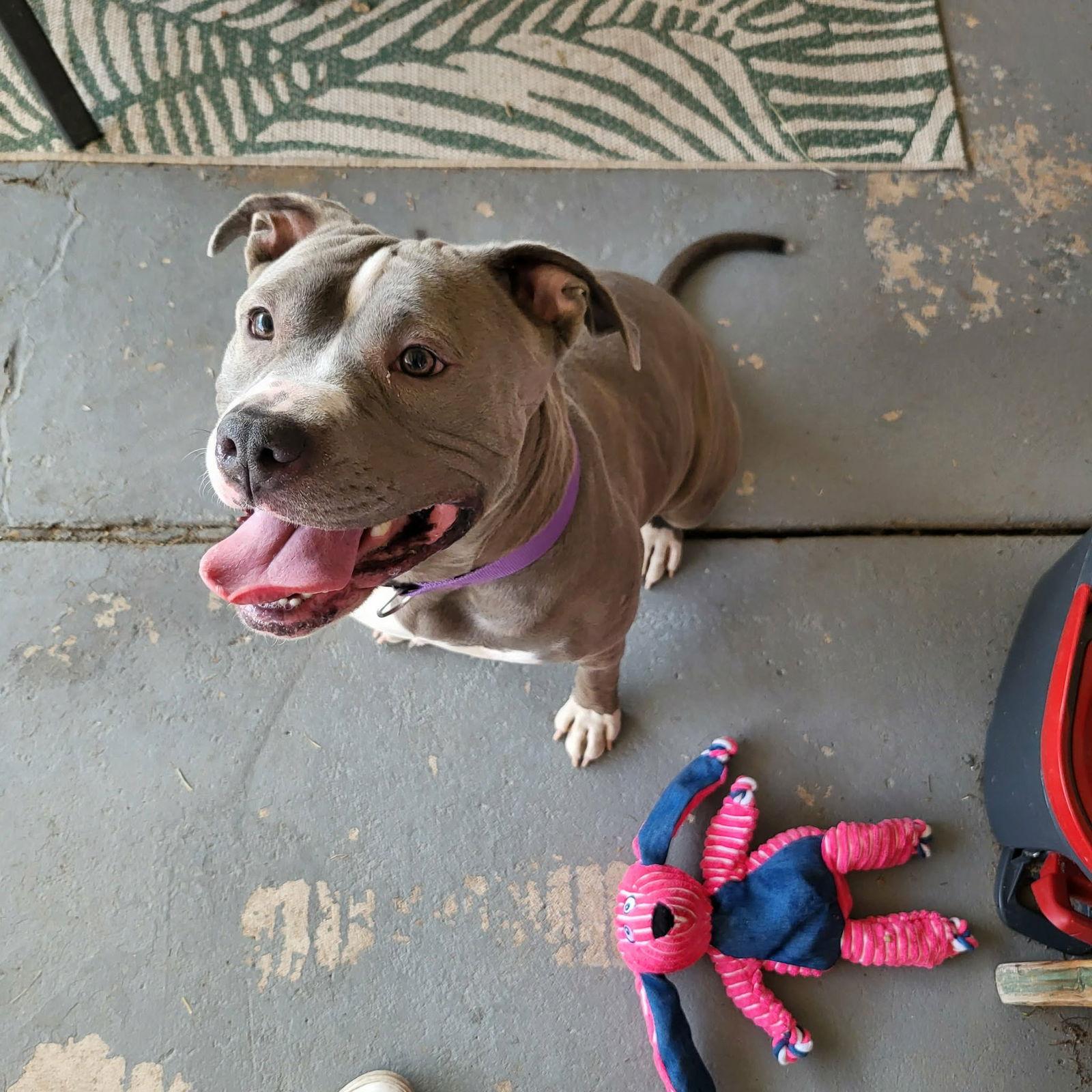 Majesty, Adoptable, Adult Female Pit Bull Terrier.