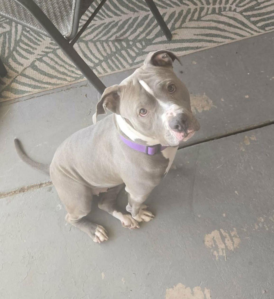 Enlarge Majesty, a Adoptable Pit Bull Terrier in Phoenix, AZ image 2/3