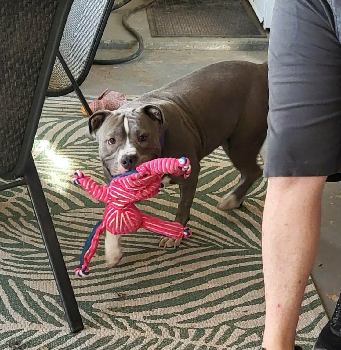 Enlarge Majesty, a Adoptable Pit Bull Terrier in Phoenix, AZ image 3/3