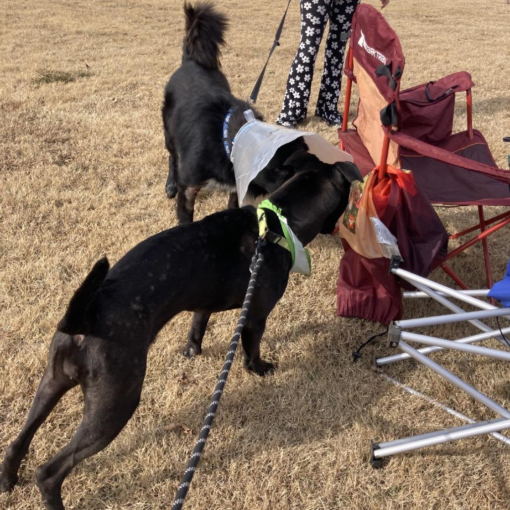 ISIS, Adoptable, Adult Female Mixed Breed.