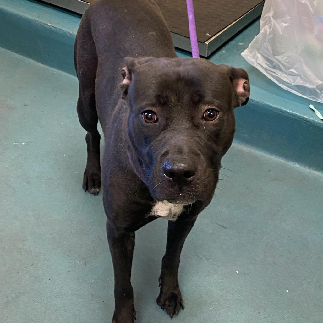 ISIS, a Adoptable Mixed Breed in Memphis, TN image 1/6