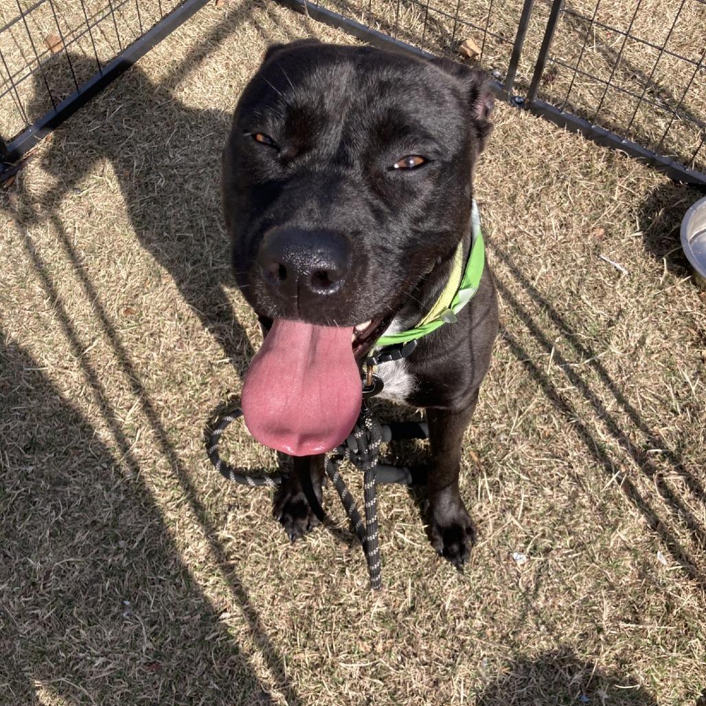 Enlarge ISIS, a Adoptable Mixed Breed in Memphis, TN image 2/6