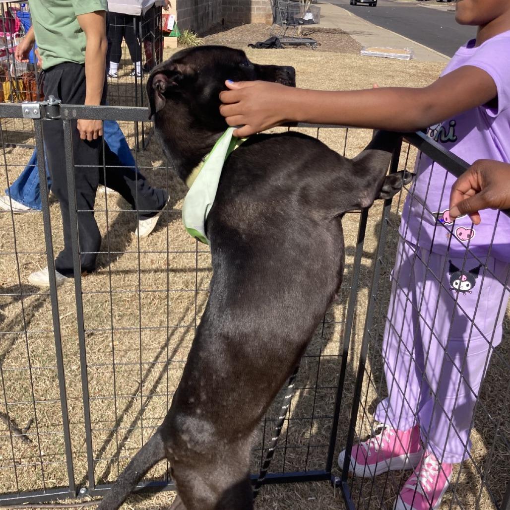 Enlarge ISIS, a Adoptable Mixed Breed in Memphis, TN image 3/6