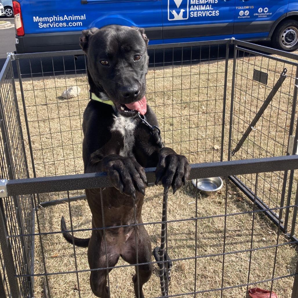 Enlarge ISIS, a Adoptable Mixed Breed in Memphis, TN image 4/6