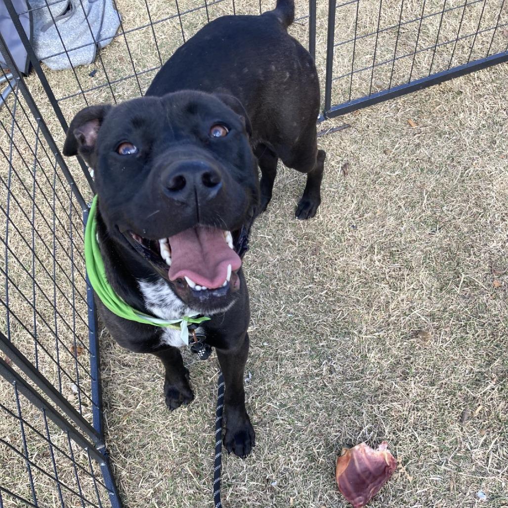 Enlarge ISIS, a Adoptable Mixed Breed in Memphis, TN image 5/6