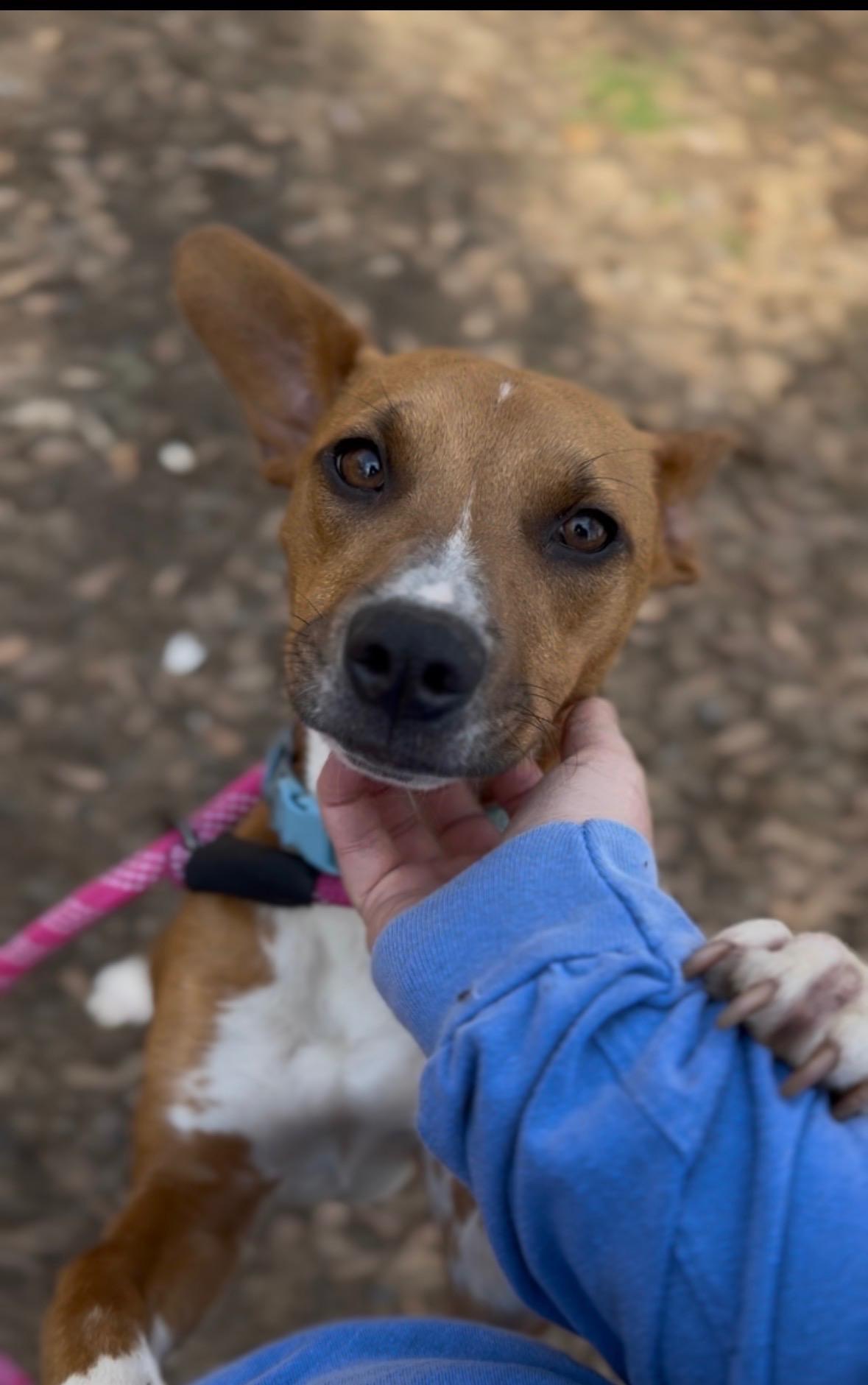 Enlarge Treasure, a Adopted mixed breed in Pontotoc, MS image 2/3