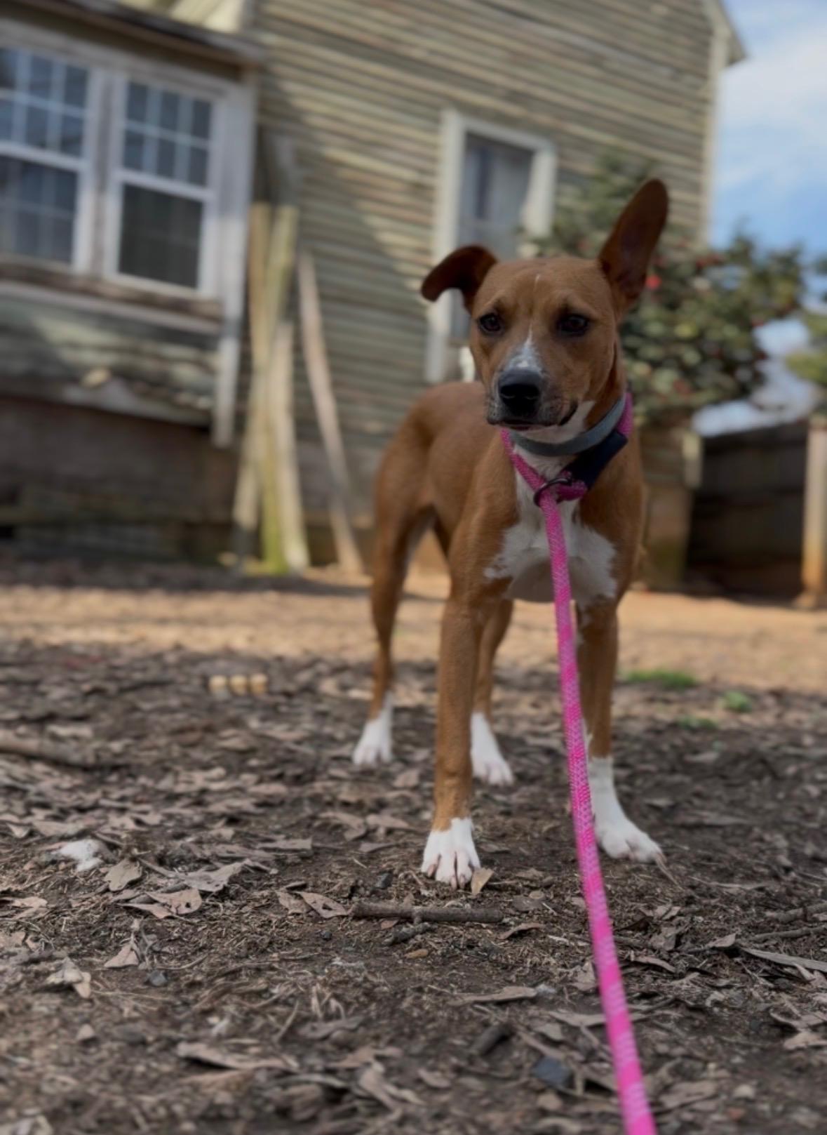Enlarge Treasure, a Adopted mixed breed in Pontotoc, MS image 3/3