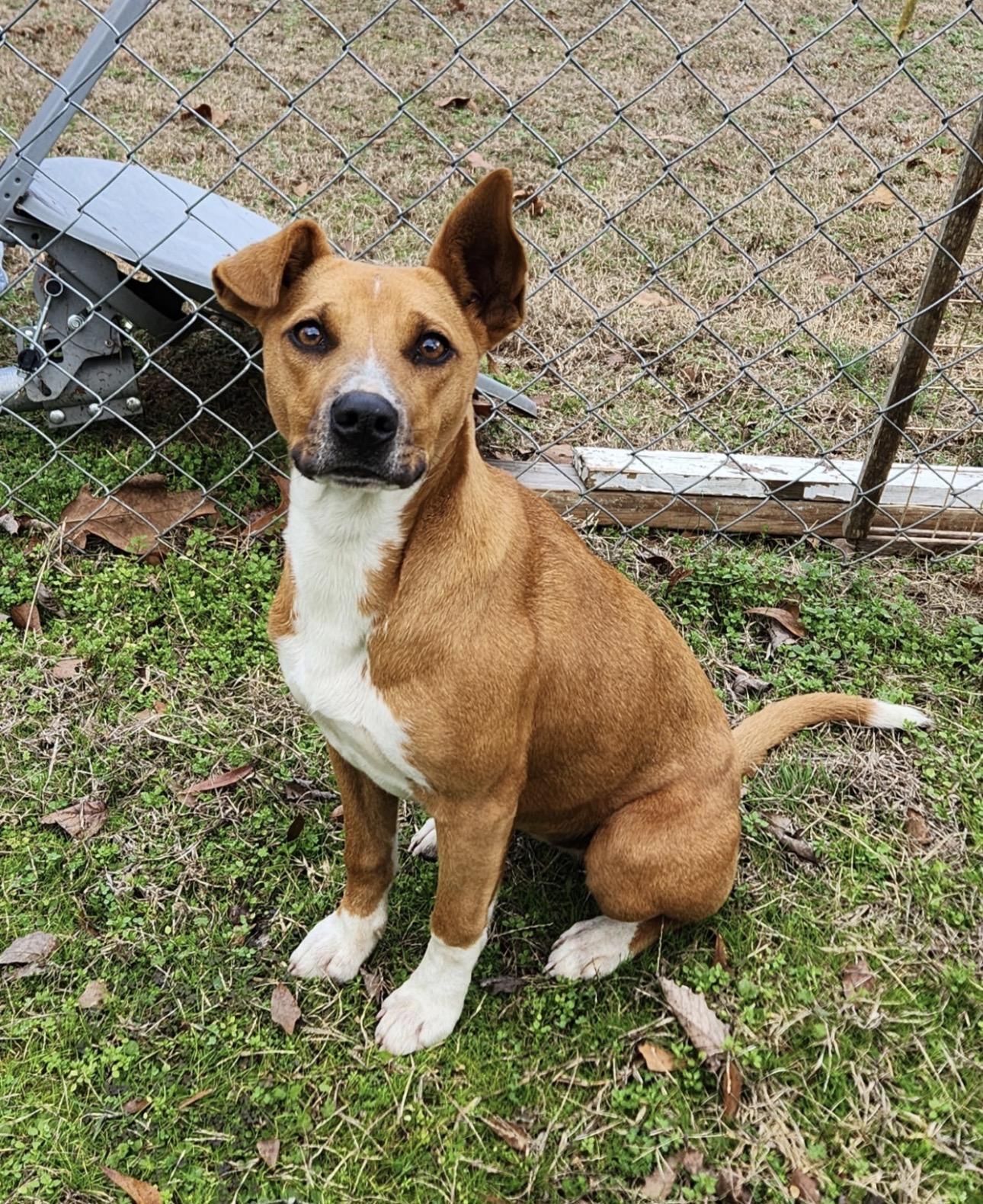 Enlarge Treasure, a Adopted mixed breed in Pontotoc, MS image 1/3