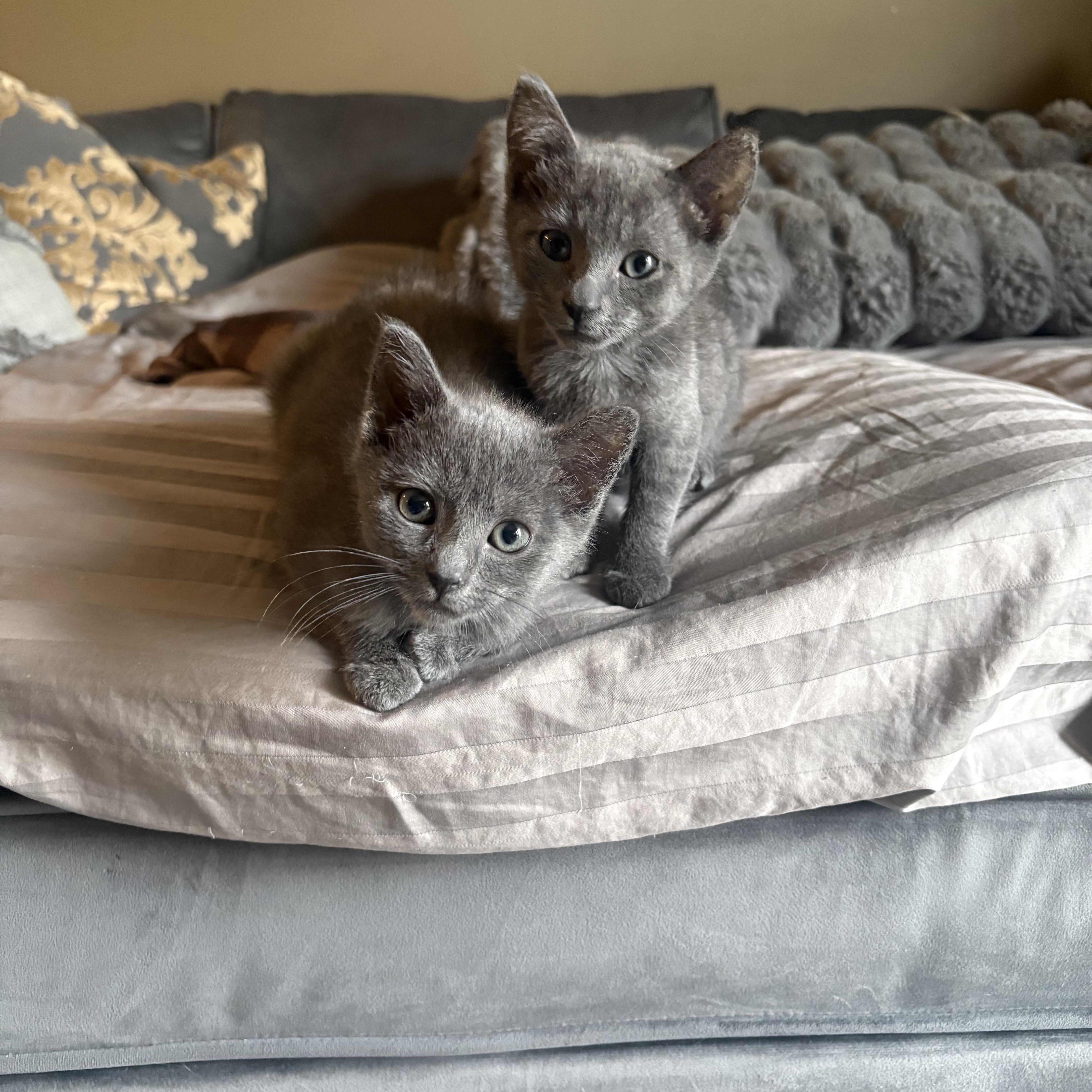 Enlarge Soraya, an adopted mixed breed in Omaha, NE image 2/3
