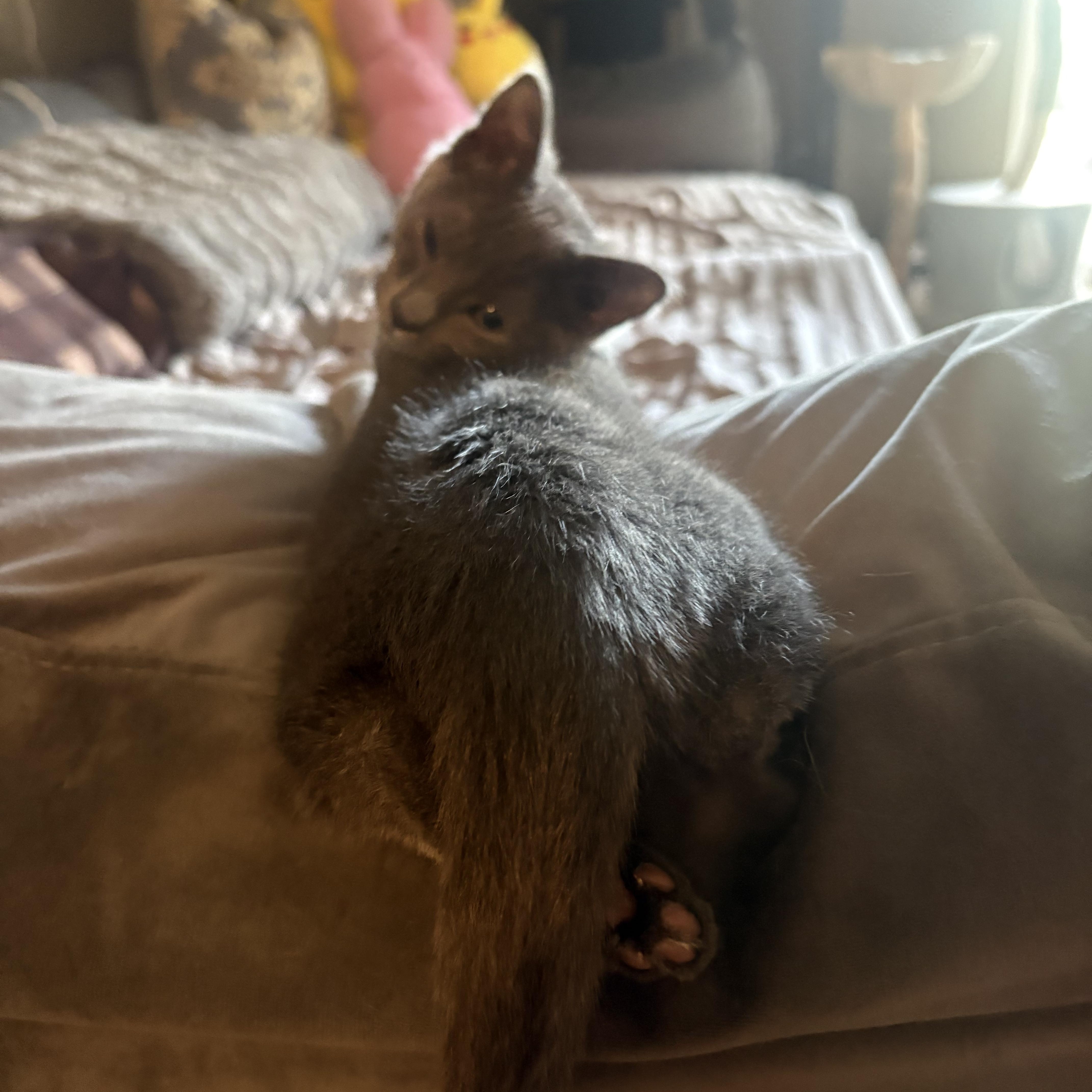 Soraya, adopted, Kitten Female Domestic Short Hair.