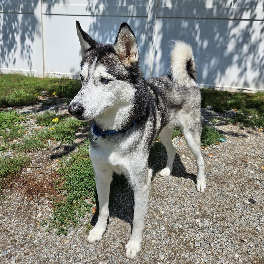 Milo, Adoptable, Adult Male Husky.